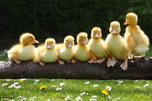 Keep Your Ducks in a Row&nbsp;{2}
